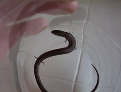 Tetradactylus breyeri