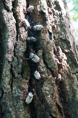 Dicronocephalus adamsi