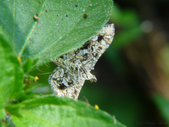 Nausinoe geometralis