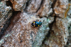 Eumorphus quadriguttatus pulchripes