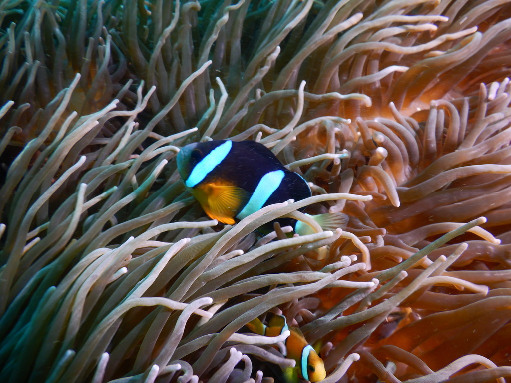 Yellowtail clownfish