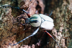 Dicronocephalus adamsi