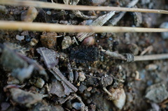 Usingerida verrucigera