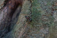 Polyrhachis lamellidens