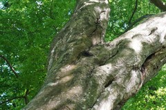 Polyrhachis lamellidens