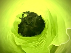 Dark Woolly Bat photo 2