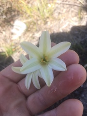 Cyrtanthus loddigesianus