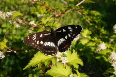 Limenitis doerriesi