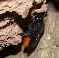Gronoceras cinctum
