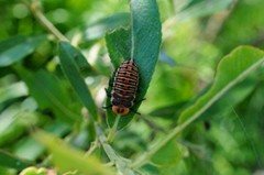 Aiolocaria hexaspilota