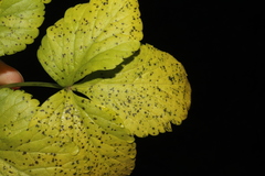 Puccinia smyrnii