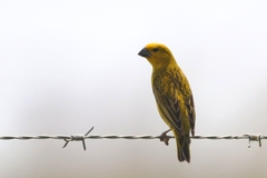 Anomalospiza imberbis