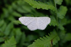 Scopula floslactata