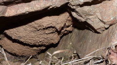 Gronoceras cinctum