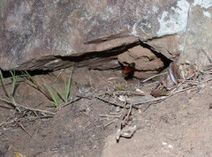 Gronoceras cinctum