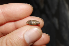 Mastus rossmaessleri