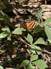 Consul fabius cecrops