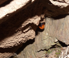 Gronoceras cinctum