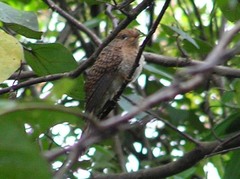 Cacomantis merulinus