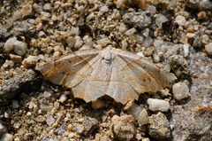 Endropiodes indictinaria