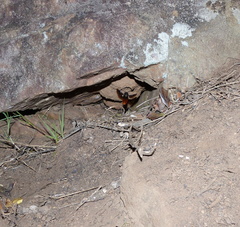 Gronoceras cinctum