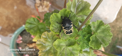 Gymnetis merops