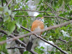 Turdus rufopalliatus