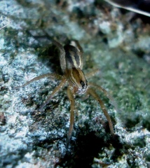 Hogna bivittata