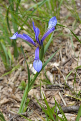 Iris sintenisii