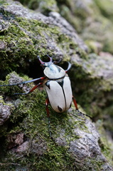 Dicronocephalus adamsi