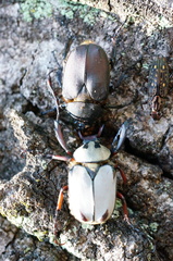 Dicronocephalus adamsi