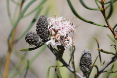 Petrophile linearis