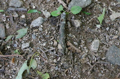 Dysaethria moza