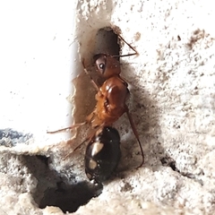 Camponotus substitutus