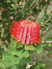 Banksia coccinea