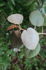 Croton ruizianus