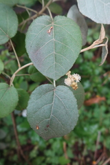 Croton ruizianus