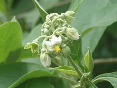 Solanum hazenii