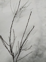 Chamaecytisus ruthenicus