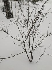 Chamaecytisus ruthenicus