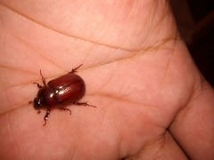 Oxygrylius ruginasus