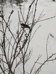 Chamaecytisus ruthenicus