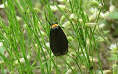 Macrobrochis staudingeri