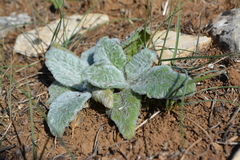 Salvia argentea