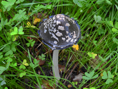 Coprinopsis picacea