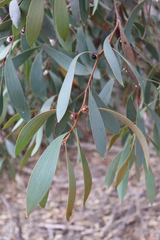 Hakea laurina