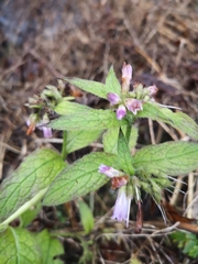 Symphytum officinale