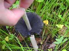 Coprinopsis picacea