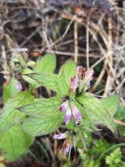 Symphytum officinale
