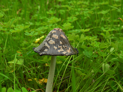 Coprinopsis picacea